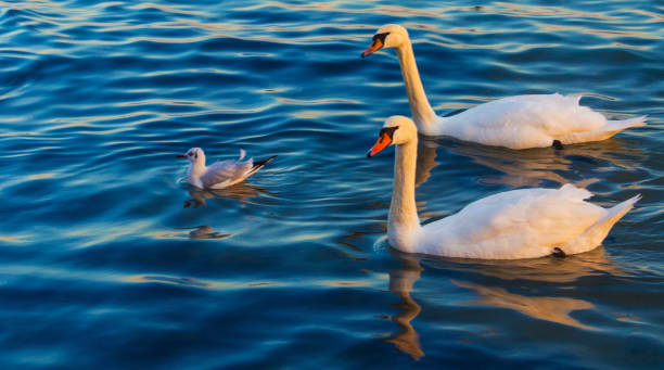 istock Swans and seagulls in the blue sea 1130233997