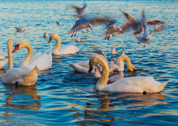istock Swans and seagulls in the blue sea 1130234076