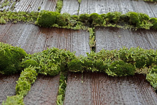 moss on the roof of a building in Carmel, CA