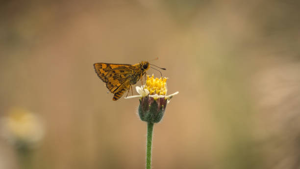 istock Beautiful golden skipper butterfly 1130235355