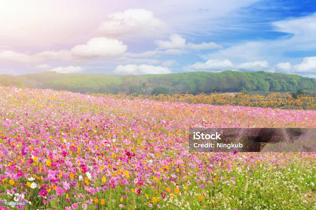 Hermoso Campo De Flores Coloridas Cosmos En Fondo De Cielo Azul Foto de  stock y más banco de imágenes de Aire libre - iStock