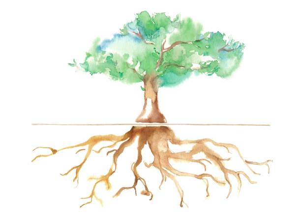 krajobraz parku - tree root nature environment stock illustrations