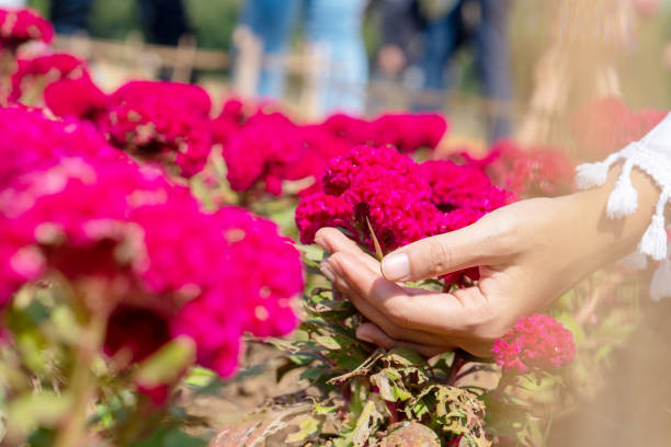 istock Red cockscomb flowers that are blooming look beautiful. 1130237097