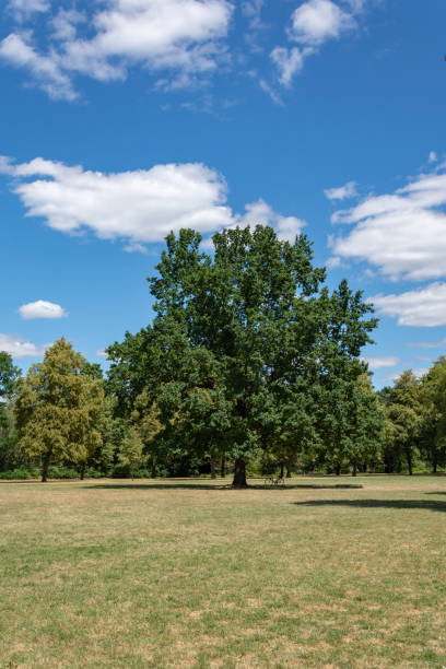 istock tree in the city park 1130237791