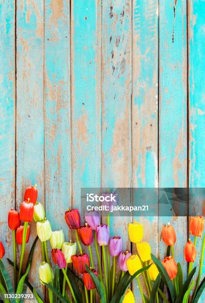 Tulip Blossom Flowers On Vintage Wooden Stock Photo - Download Image Now - Springtime, Backgrounds, Flower