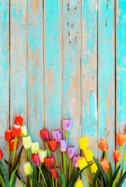 kwiaty tulipanów na zabytkowym drewnie - flower tulip spring multi colored zdjęcia i obrazy z banku zdjęć