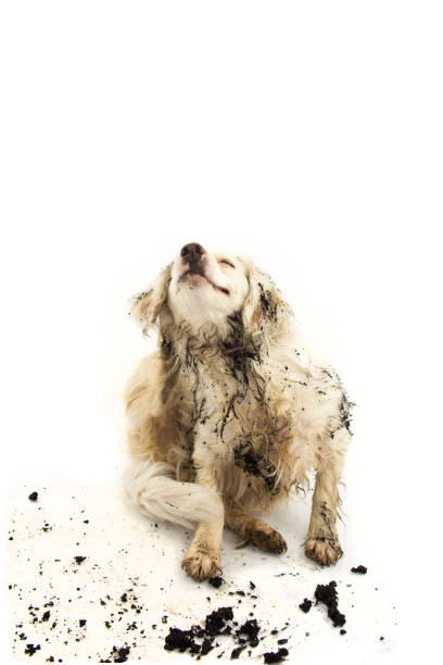 istock DIRTY DOG SCRATCHING AFTER PLAY IN A MUD PUDDLE. ISOLATED STUDIO SHOT ON WHITE BACKGROUND. 1130240527