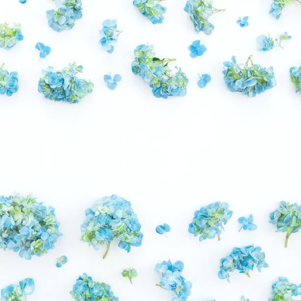 istock Floral frame of hydrangea flowers on white background. Flat lay, top view. 1130241286