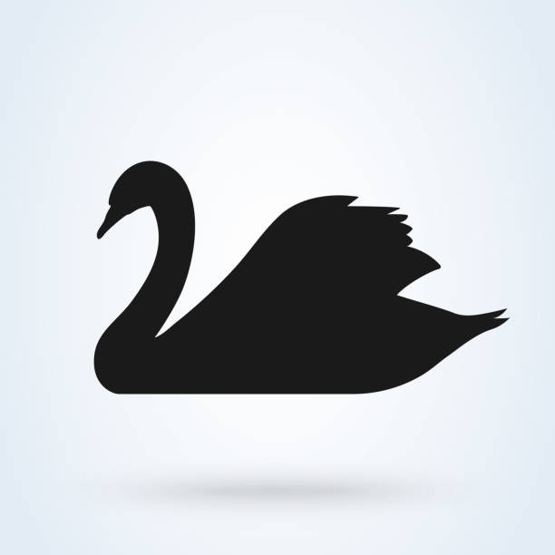 ilustrações, clipart, desenhos animados e ícones de ícone de vetor de cisne. silhueta assinar sobre fundo branco. - cisne