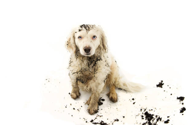 istock FUNNY DIRTY DOG AFTER PLAY IN A MUD PUDDLE. ISOLATED STUDIO SHOT ON WHITE BACKGROUND. 1130243201