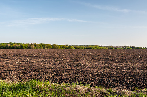 Plowed Chernozemic soil (humus) field and tree planting line in Kyiv Region, Ukraine