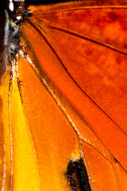 macro extrême d’origine aile de papillon, - high scale magnification photos et images de collection