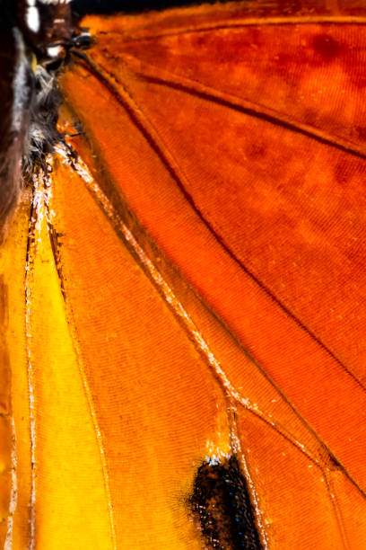 istock Extreme macro of  butterfly wing background, 1130244642