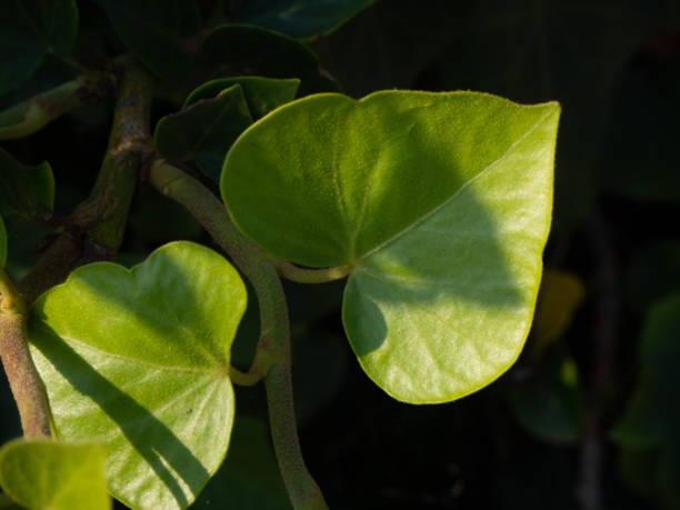 istock Tiny leaves of Ivy under sunlight 1130245238