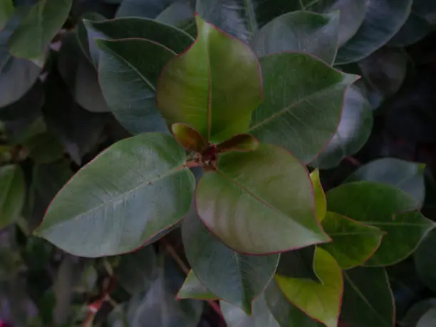 Close-up of a bush full of green leaves with red outline