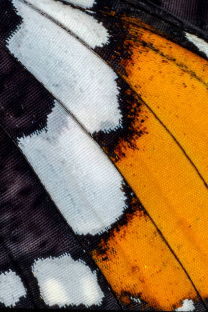 istock Extreme macro of  butterfly wing background, 1130245442