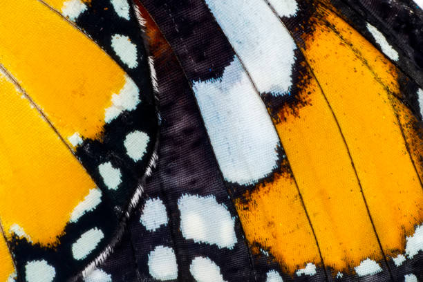 istock Extreme macro of  butterfly wing background, 1130245468