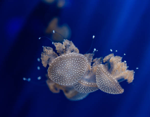 medusa translúcida con manchas fluorescentes en el cuerpo y tentáculos - white spotted jellyfish fotos fotografías e imágenes de stock