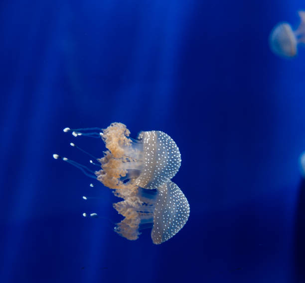 przezroczyste meduzy z plamami fluorescencyjnymi na ciele i mackami - white spotted jellyfish obrazy zdjęcia i obrazy z banku zdjęć