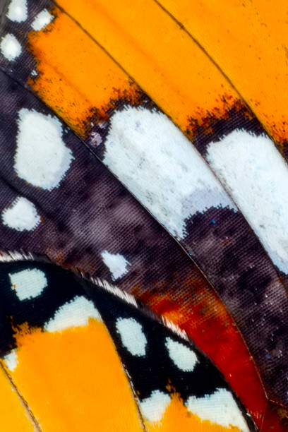 istock Extreme macro of  butterfly wing background, 1130245629