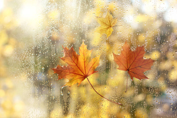 istock golden autumn 1130245753