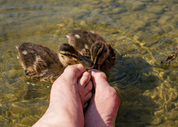 istock Pedicure by duck babies. Ducks nibble on my toes 1130246597