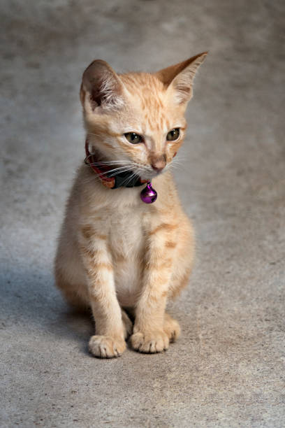 istock Portrait of kitten cat 1130246646