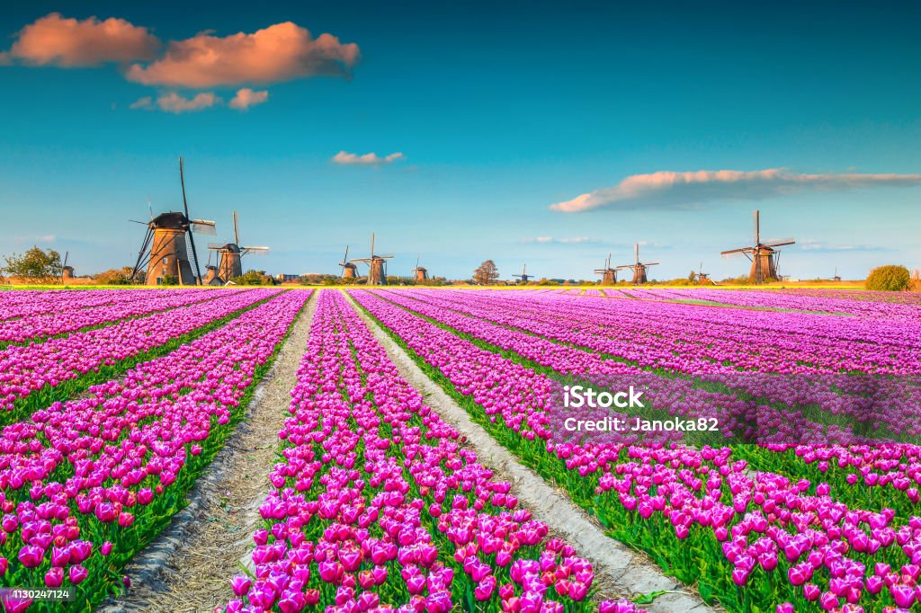 Campos De Tulipanes Rosas Coloridas Y Tradicionales Molinos De Viento  Holandeses Kinderdijk Holanda Foto de stock y más banco de imágenes de  Ámsterdam - iStock