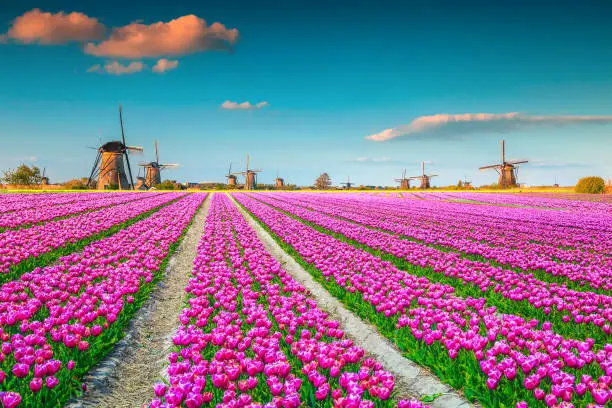 Famous travel and touristic destination. Majestic colorful tulip fields with traditional old dutch windmills in background, Kinderdijk, Netherlands, Europe