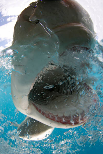 istock Lemon Shark at Surface with Wide Open Mouth 1130247934