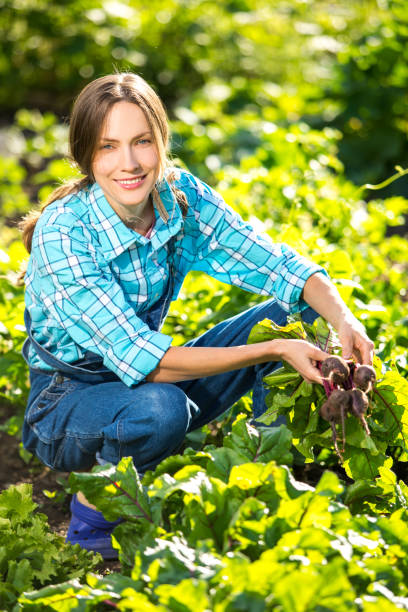 istock Gardener in vegetables garden 1130247975