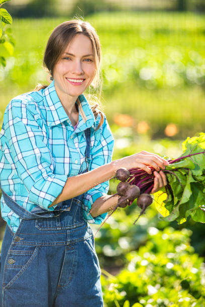 istock Gardener in vegetables garden 1130247981