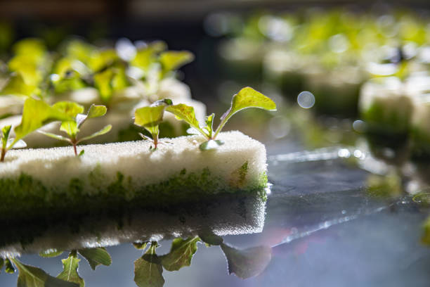 istock Close up of hydroponics vegetables , including several types of lettuce, growing from small sponge 