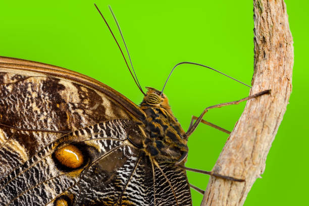 macro extrême d’origine aile de papillon, - high scale magnification photos et images de collection