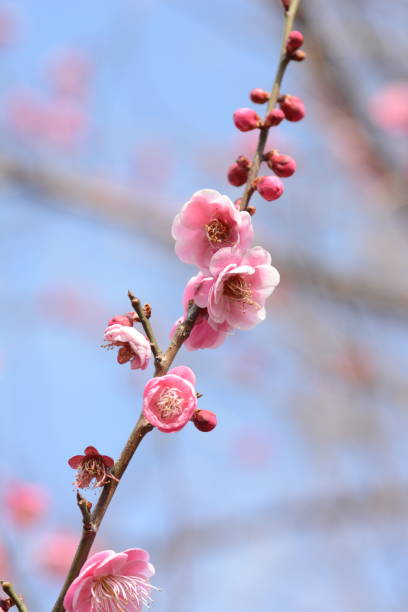 istock Japanese plum blossoms 1130248237