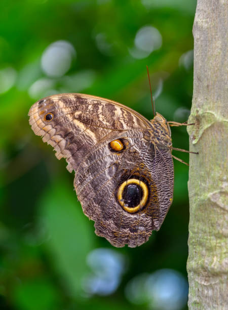 istock Beautiful butterfly sitting on flower 1130248363