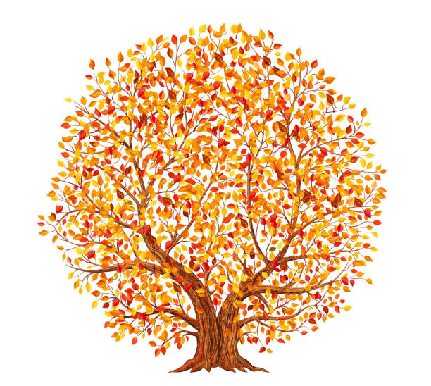ilustrações de stock, clip art, desenhos animados e ícones de autumn tree with yellow, orange and red leaves isolated on white background illustration - fire large illustration and painting yellow