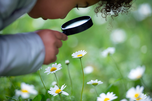 A little child exploring chamomile flowers through magnifying glass outdoors.