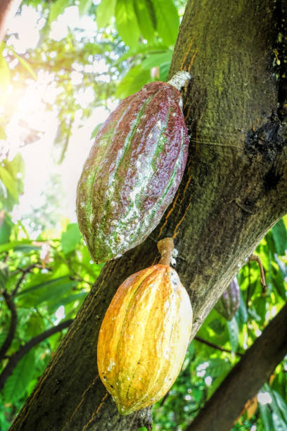 istock Cacao fruits on cocoa tree. 1130251450