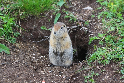 The Arctic ground squirrel has a beige and tan coat with a white-spotted back. This squirrel has a short face, small ears, a dark tail and white markings around its eyes.
