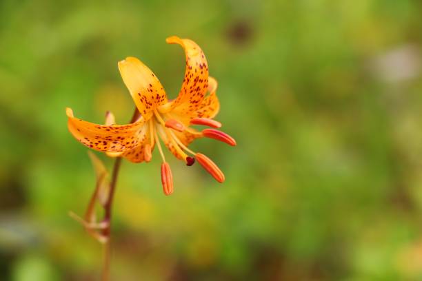 istock View of Lilium debile flower 1130252705