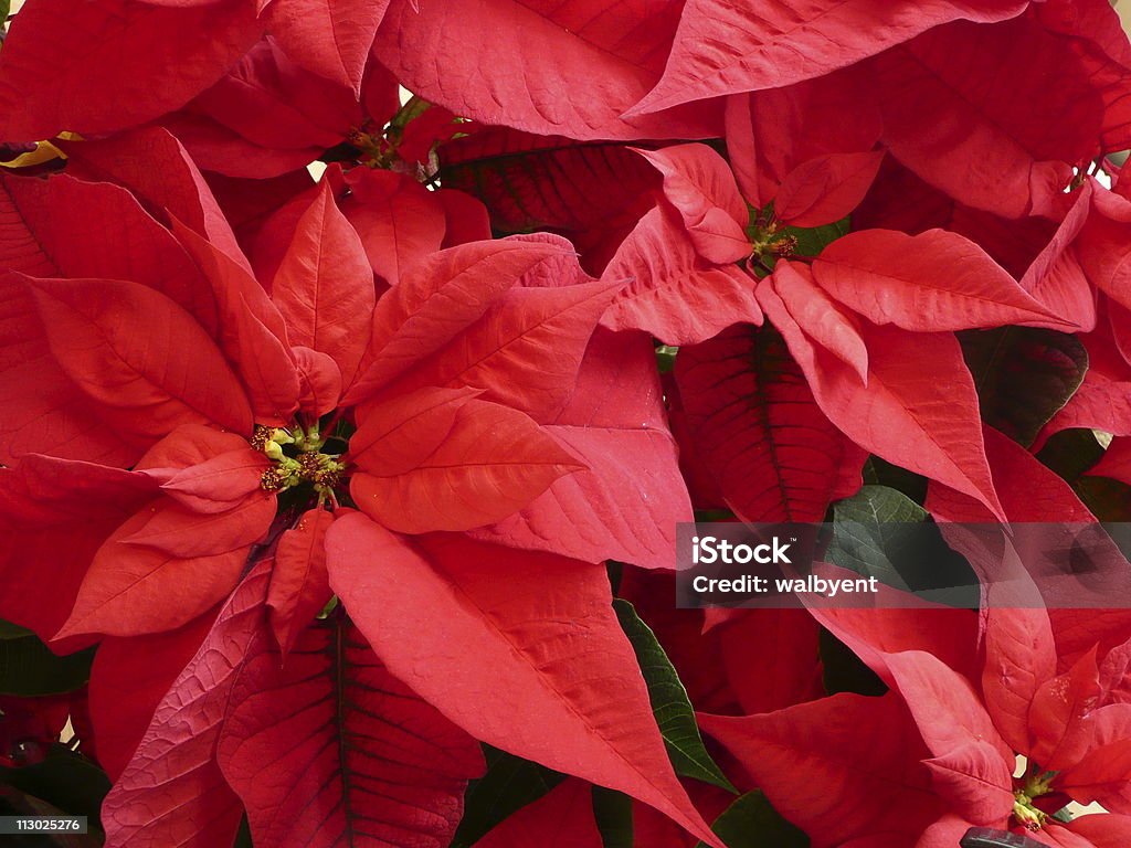 Poinsettia  Color Image Stock Photo