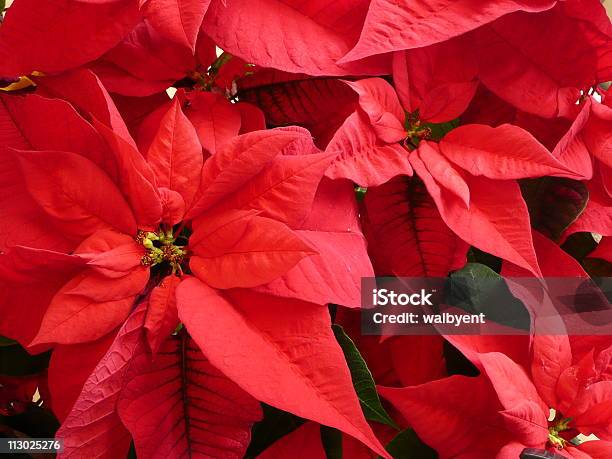 Poinsettia Stock Photo - Download Image Now - Color Image, Flower, Holiday - Event