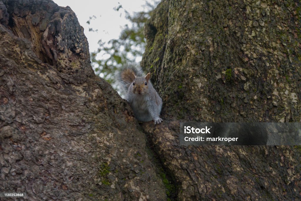 Grey Squirrel sitting in a tree and looking Grey Squirrel sitting in a tree and looking at camera Animal Stock Photo