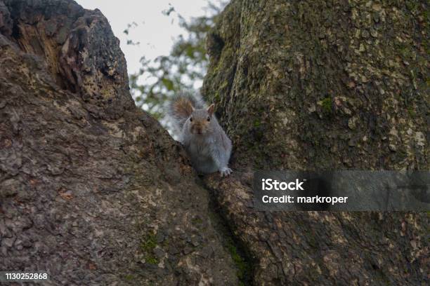 Grey Squirrel Sitting In A Tree And Looking Stock Photo - Download Image Now - Animal, Animal Body Part, Animal Eye