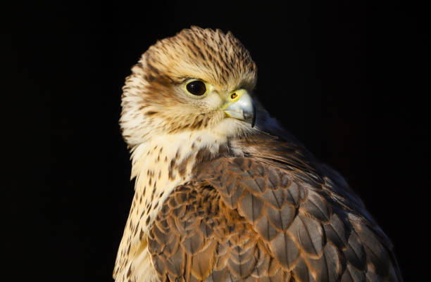 istock Saker Falcon (falco cherrug) isolated against a black background 1130253628