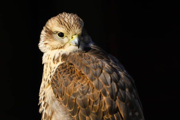 istock Saker Falcon (falco cherrug) isolated against a black background 1130253662