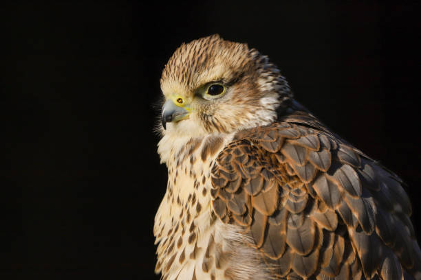 istock Saker Falcon (falco cherrug) isolated against a black background 1130253690