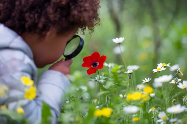 A little child exploring anemone flower through magnifying glass outdoors.