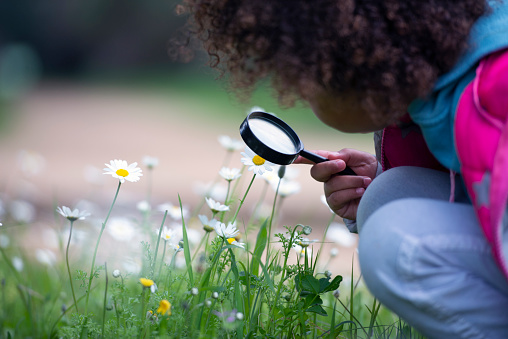 Close up, side view of unrecognized 5 years old little girl exploring chamomile flowers using a magnifying glass.
